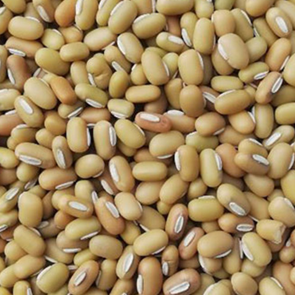 Bamboo Bean (Peyin)