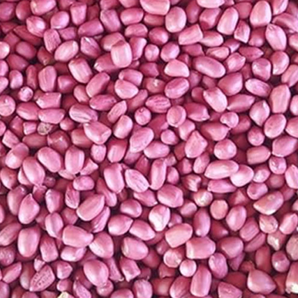 Ground Nut