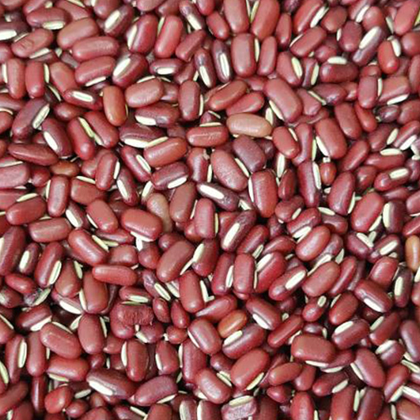 Red Bamboo Bean